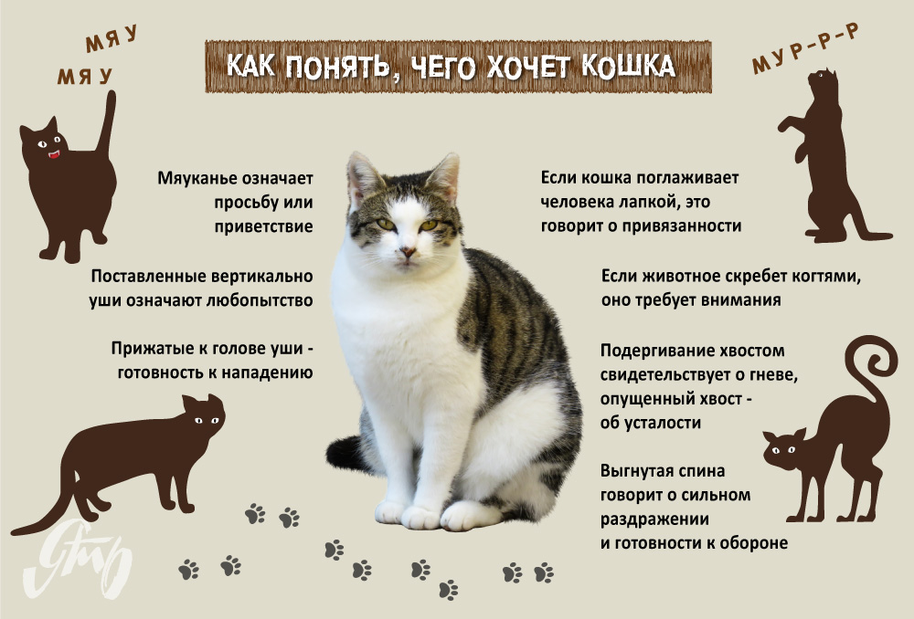 Кошка шипит на котенка - причины и что делать - kotiko.ru