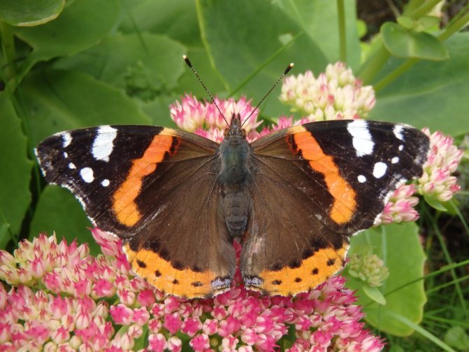 Бабочка – виды и описание семейства