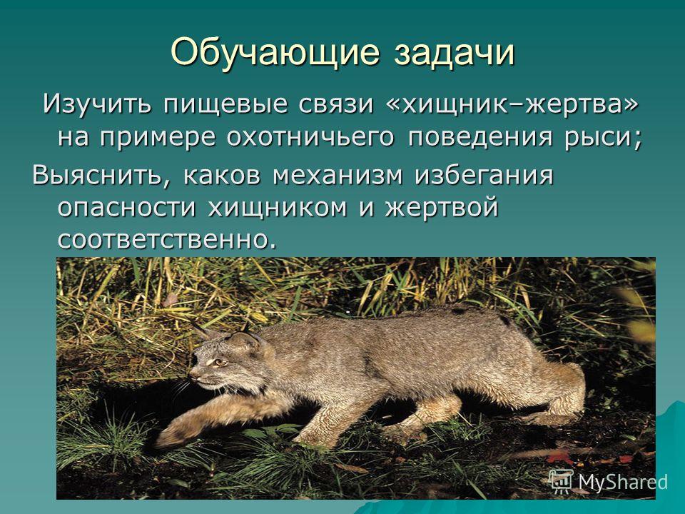 Обыкновенный еж. полное описание, образ жизни, ареал обитания, размножение, польза для человека | все о животных