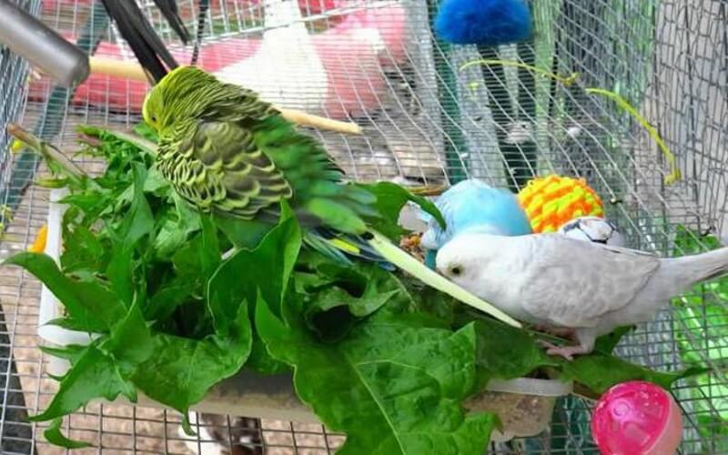Укроп и петрушка — можно ли давать попугаям