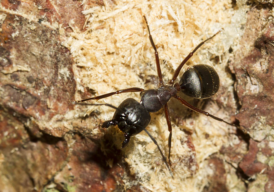 Путь к величию. camponotus nicobarensis | клуб любителей муравьев