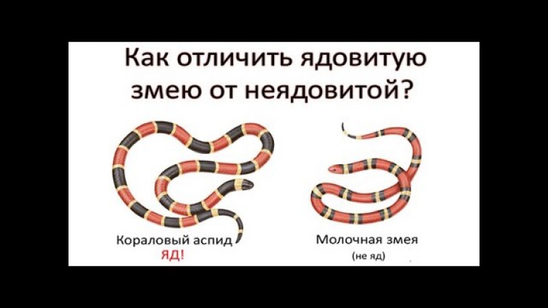 Неядовитые змеи россии