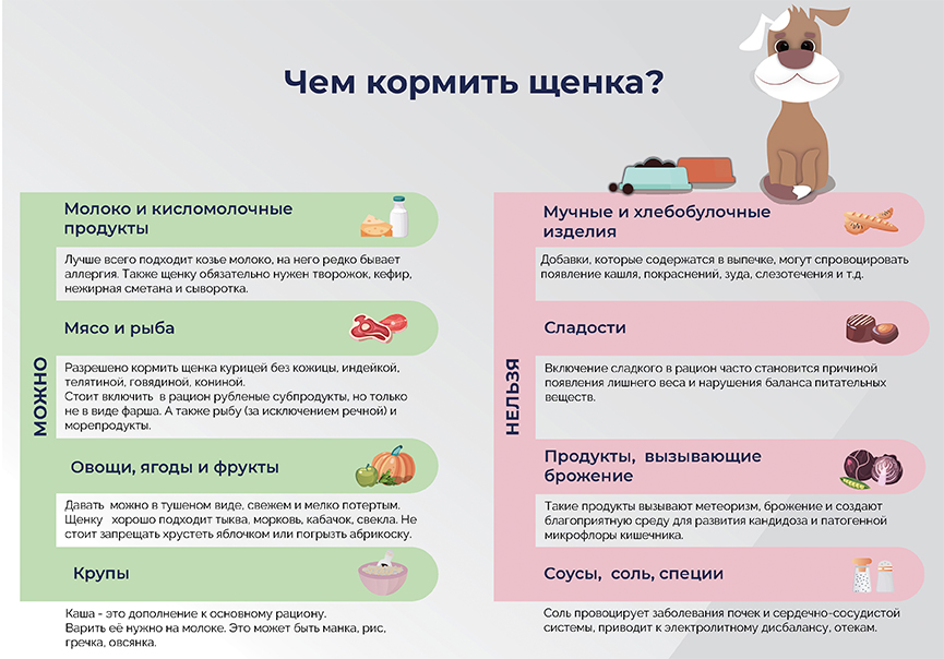 Можно ли собаке давать куриные кости? мнение специалистов - kupipet.ru