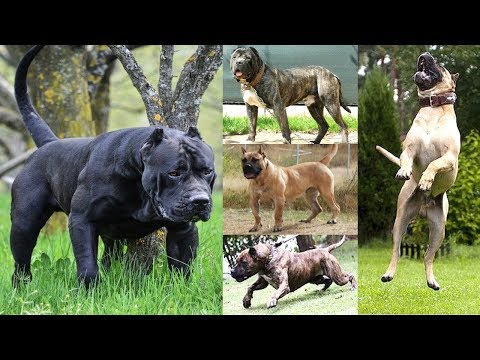 Канарский дог собака. описание, особенности, уход и цена породы
