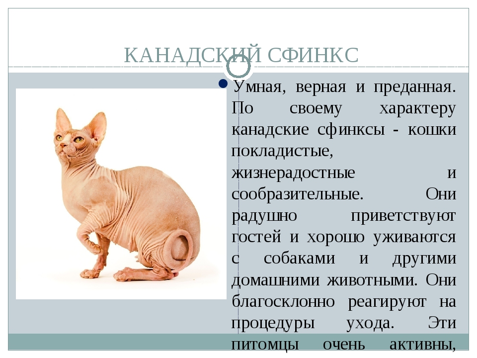 Канадский сфинкс: фото и описание представителей породы, характер кошки, особенности содержания