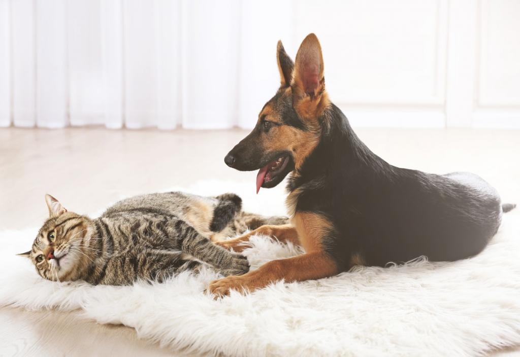 Как подружить кошку с собакой: 110 фото и видео реальных способов и практические советы от профи
