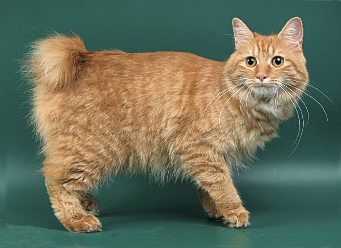 Короткохвостые кошки порода фото и названия
