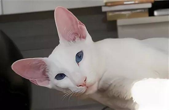 Форин вайт: описание породы кошек, характер, отзывы (с фото и видео)