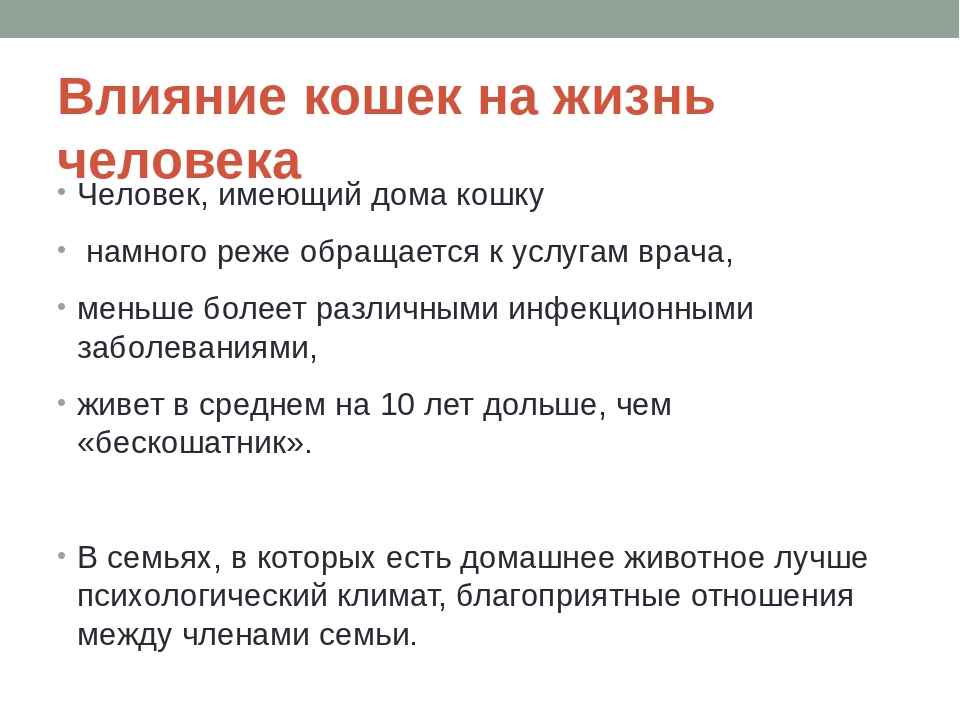 Действие кошки. Влияние кошек на человека. Как коты влияют на человека. Влияние котов на здоровье человека. Как кошки влияют на жизнь человека.