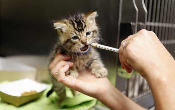Что делать, если котенок не ест: советы ветеринаров | блог ветклиники "беланта"