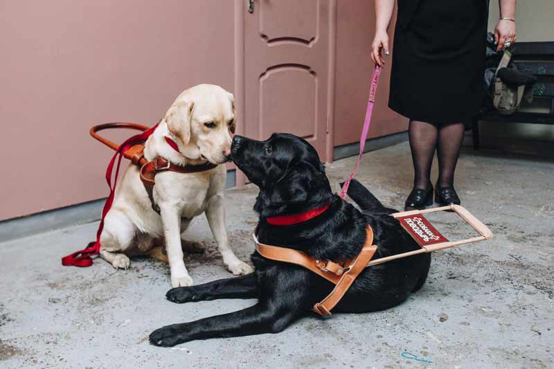 Собаки-поводыри для слепых — обзор лучших пород с фото