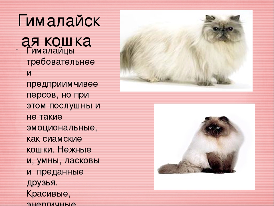 Гималайская кошка: характер и особенности породы - мир кошек