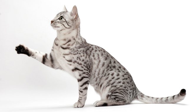 Серый полосатый кот — описание породы
