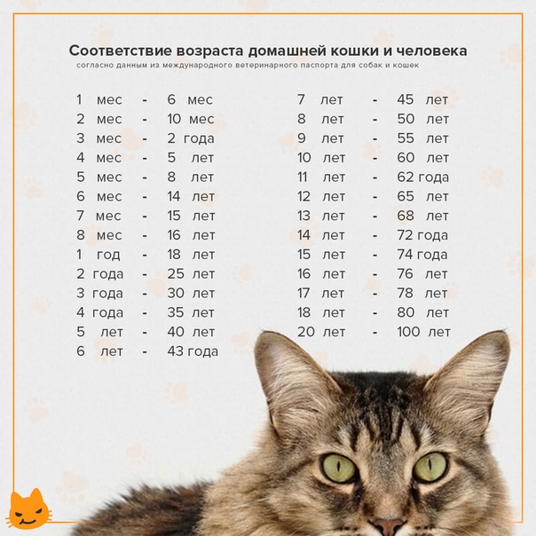 Возраст кошек и котов по человеческим меркам: таблица соотношения с человеком, как посчитать