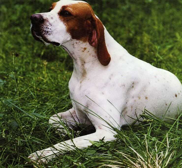 Английский пойнтер: фото и видео, описание породы собаки, цены