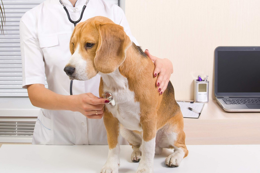 Аллергия у собак симптомы и лечение фото | аллергия на корм у собак фото