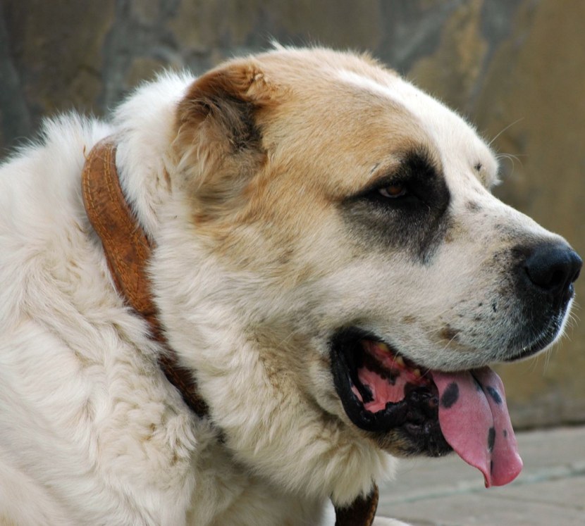 Алабай (88 фото): характеристика породы среднеазиатской овчарки, особенности ухода за щенками и взрослыми собаками, отзывы владельцев