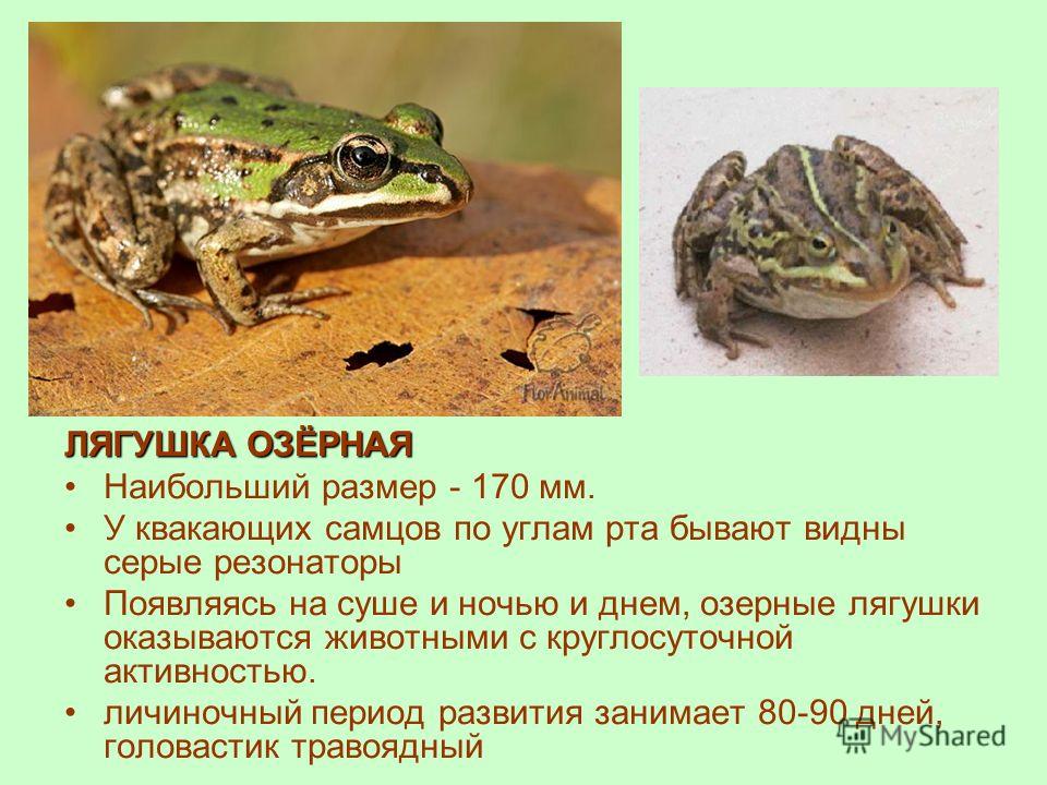 Древесная лягушка. описание, особенности, виды, образ жизни и среда обитания древесных лягушек