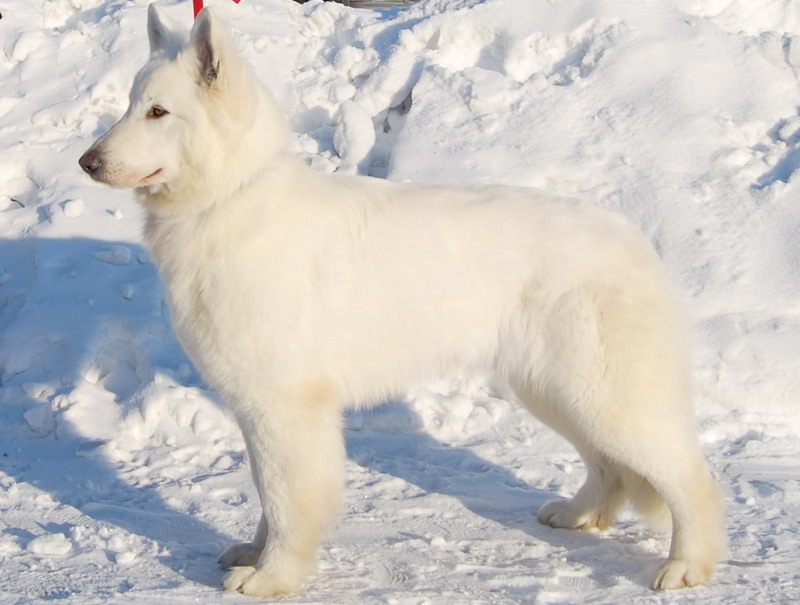 Описание породы собак белая швейцарская овчарка с отзывами владельцев и фото