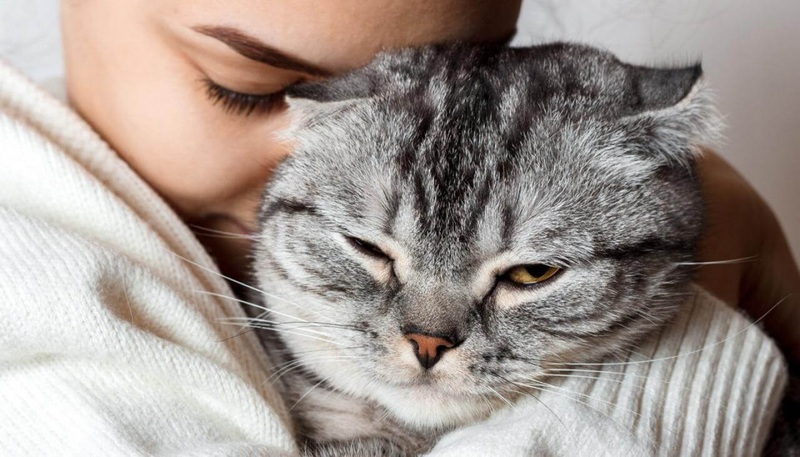 Как понять что кошка любит хозяина: мурчание, топтание