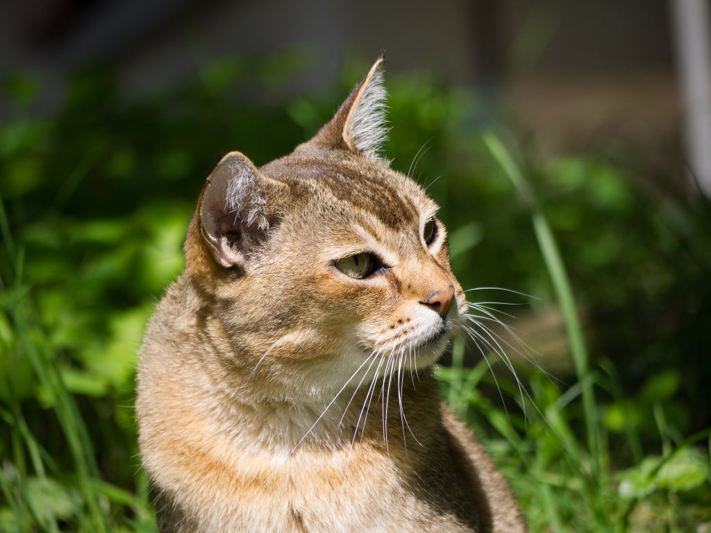Азиатская табби —  фото кошки, цена котят, характер, история, отзывы, уход и содержание кошки с чудным окрасом