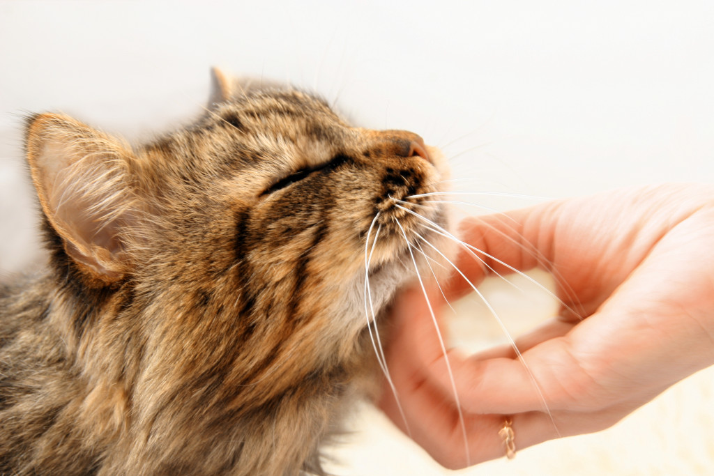 Почему кошки любят резинки для волос
