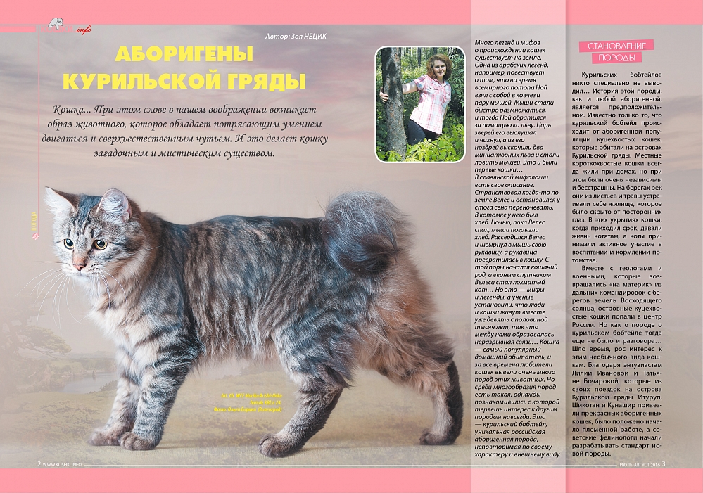 Бобтейл американский (110 фото): правила содержания, история выведения породы + описание внешности, характера и здоровья кошки