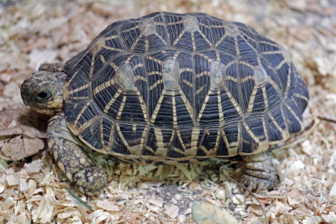 Нужно ли поить сухопутную черепаху в домашних условиях? изучение среднеазиатских черепах в природных экосистемах и домашнем зооуголке
