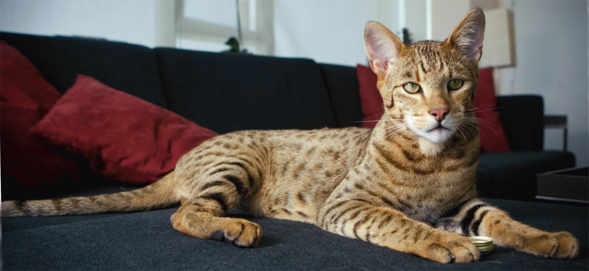 Кошка ашера: фото, описание породы и особенности ухода