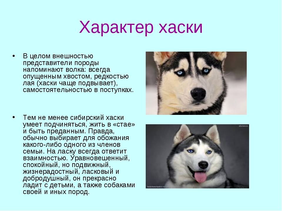 Характер собаки. Хаски собака описание. Хаски порода описание характер. Сообщение о породе собак хаски. Рассказ о породе собак Сибирские хаски.