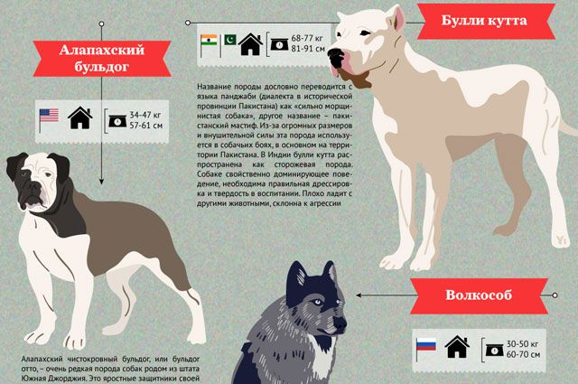 Список опасных пород собак в россии в 2019 году: все породы с новыми поправками