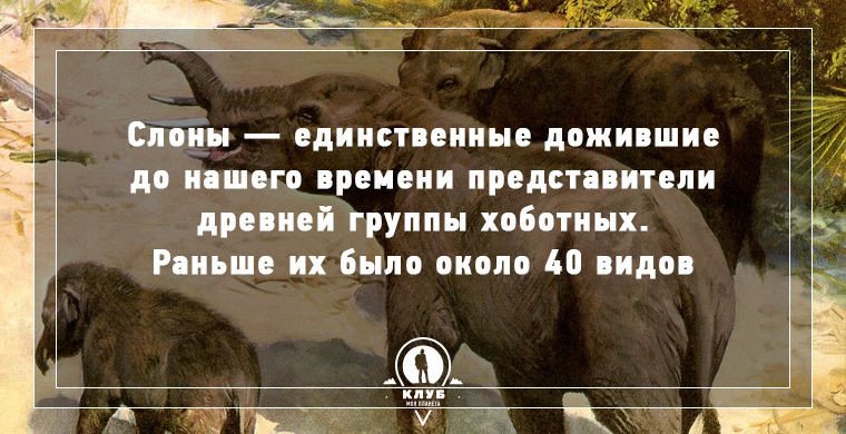 7 самых интересных фактов о слонах | русская семерка