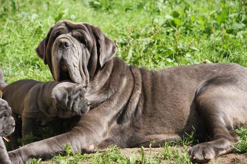 Неаполитанский мастиф собака. описание, особенности, уход и цена породы