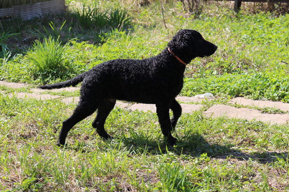 Обзор собак породы курчавошерстный ретривер: описание вида, стандарт и фото