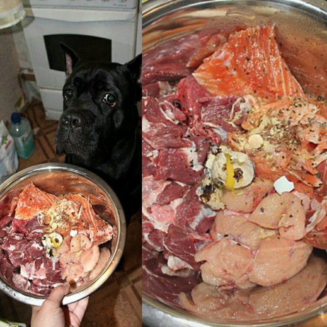 Можно ли давать собаке сырое мясо: правила потребления | блог ветклиники "беланта"