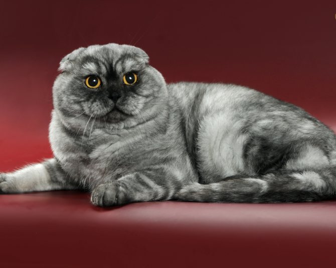 Шотландская вислоухая кошка (скоттиш фолд): описание, характер, содержание и уход, фото