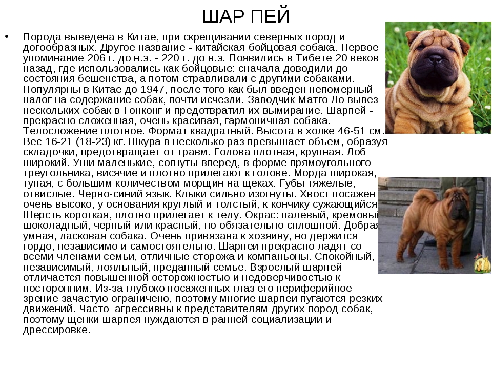 Собака шарпей: описание породы, характеристика, существующие виды, все окрасы, уход и содержание