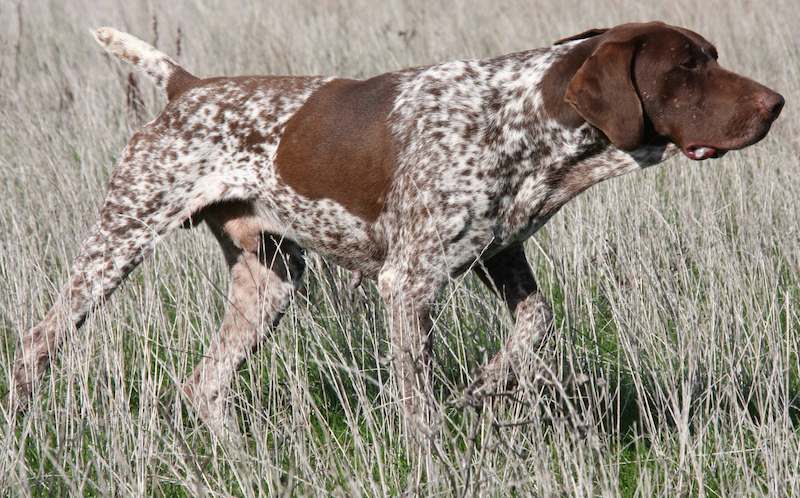 Охотничьи собаки - рейтинг и правила выбора гончих, борзых, норных, легавых и универсальных
