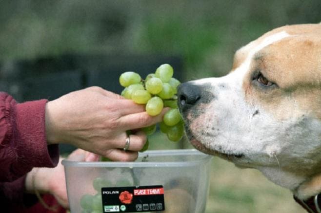 Можно ли собакам виноград или изюм: что делать, если фрукт съел щенок