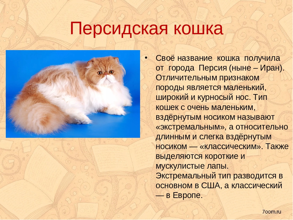 Персидская кошка: фото и описание породы кошки, особенности характера, окрас, цена