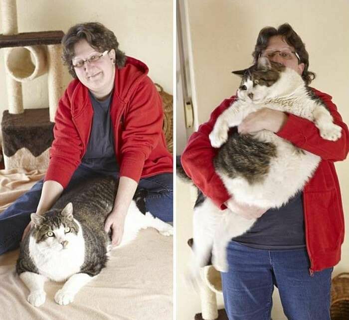 Сколько весит самый толстый домашний в мире кот | интересный сайт