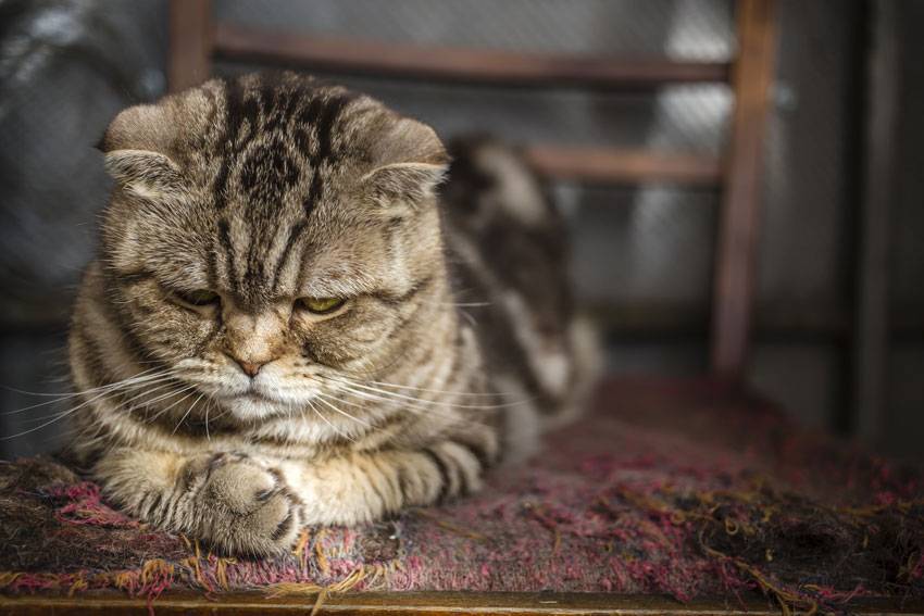 Стресс у кошки и кота: симптомы и что делать в этой ситуации?