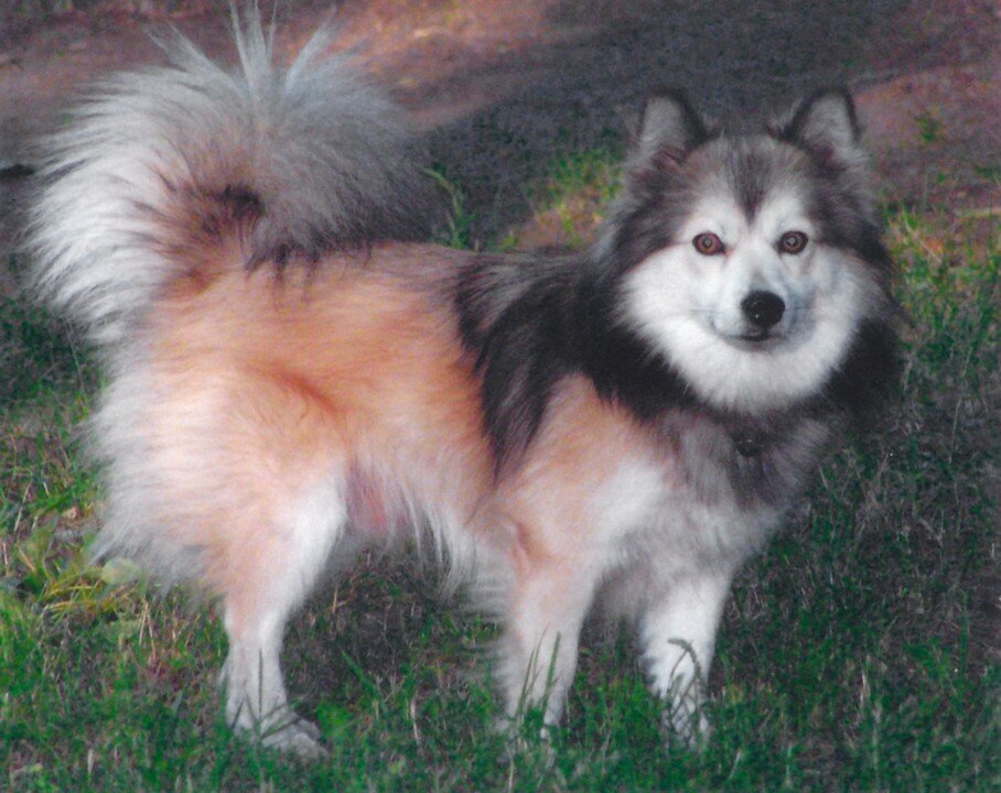 Ненецкая лайка (оленегонный шпиц) — фото, описание породы собак, особенности