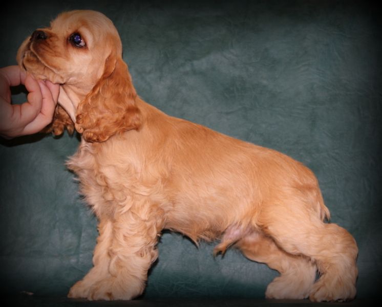 Континентальный той спаниель (папильон и фален): описание породы собак - моя собака