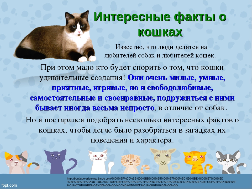 Интересные факты о кошках для детей и взрослых: познавательное о наших усатых питомцах