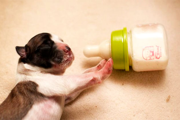 Искусственное вскармливание щенка: как ухаживать за новорожденными, смесь заменитель сучьего молока с рождения, а также, чем кормить малыша до 1 месяца?