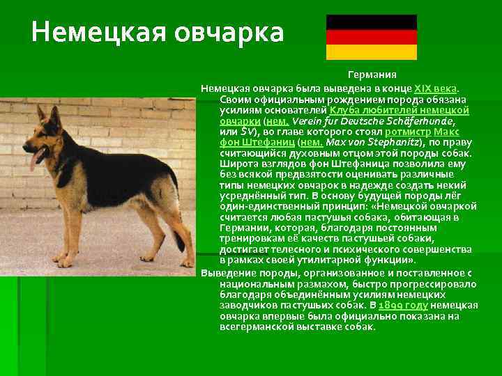 Немецкая овчарка: описание и характеристика породы, фото щенков