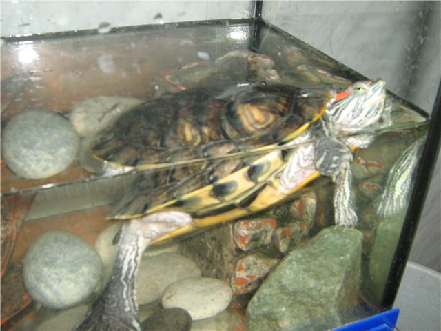 Сухие корма для водных черепах - все о черепахах и для черепах. полноценная еда для черепах в домашних условиях: рептомин и другие корма