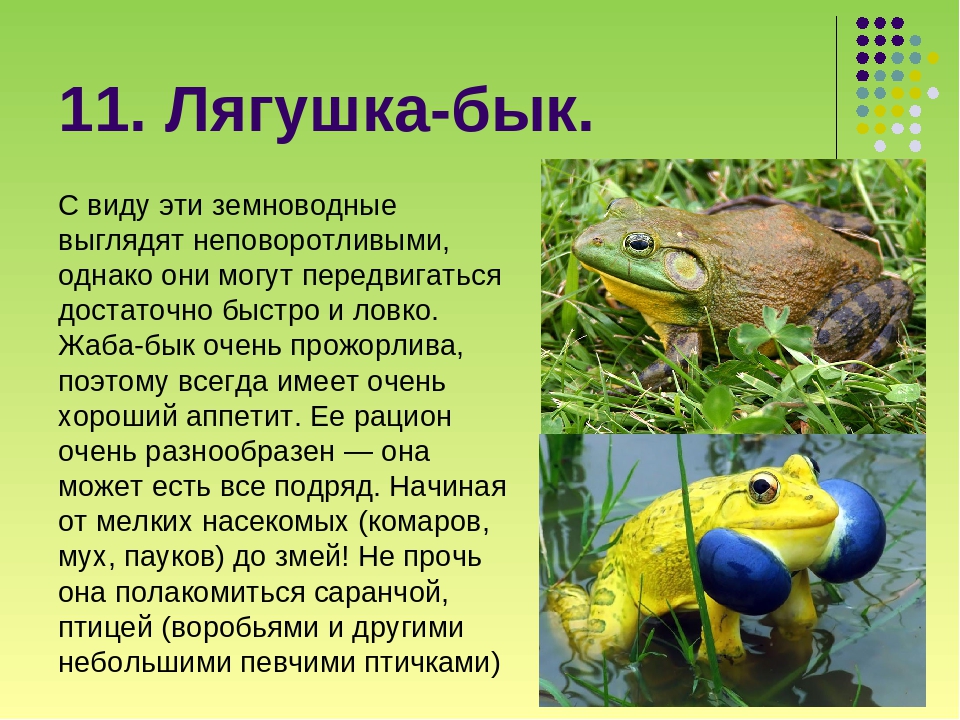 Топ-15 самых необычных видов лягушек