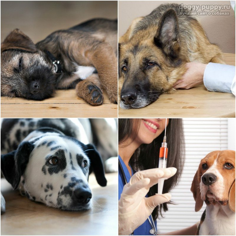 Чума собак - формы, симптомы, лечение
